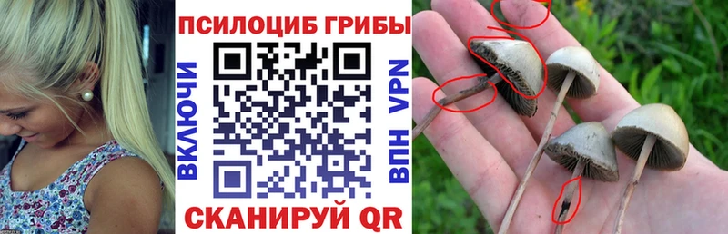 Купить закладки  Елабуга  Псилоцибиновые грибы GOLDEN TEACHER 